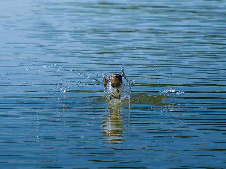 水辺を飛ぶツバメ 水辺を飛ぶツバメの写真