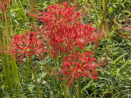 曼珠沙華 曼珠沙華の写真
