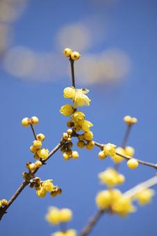 Winter plums shining against the blue sky, JPG