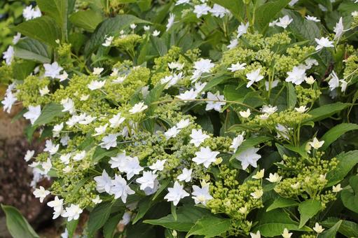 あじさい94 あじさい94 あじさい,紫陽花,アジサイの写真素材