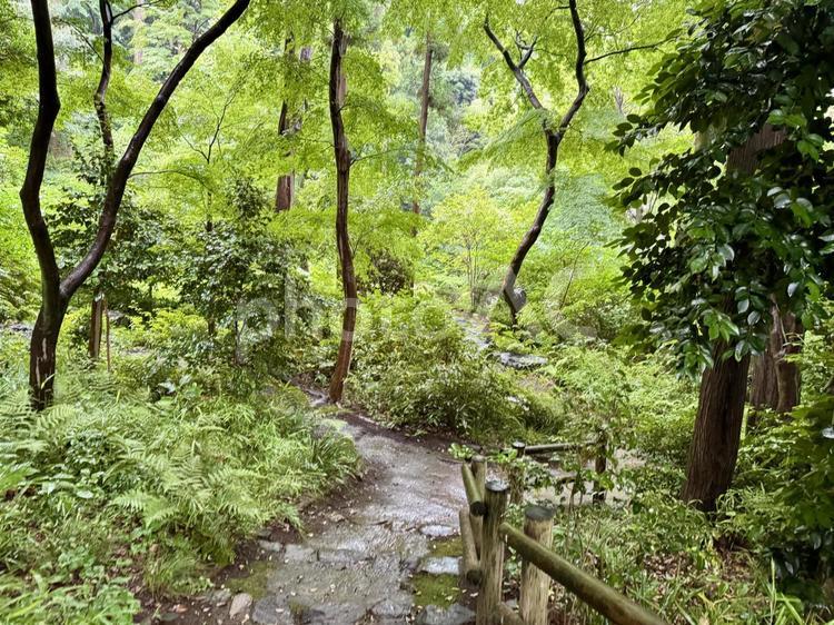 雨の瀬田四丁目旧小坂緑地 瀬田四丁目旧小坂緑地,緑地,緑道の写真素材