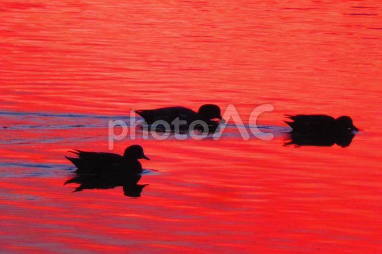 １１月上旬の大池の朝焼けの中の水鳥 背景,水鳥,野鳥の写真素材