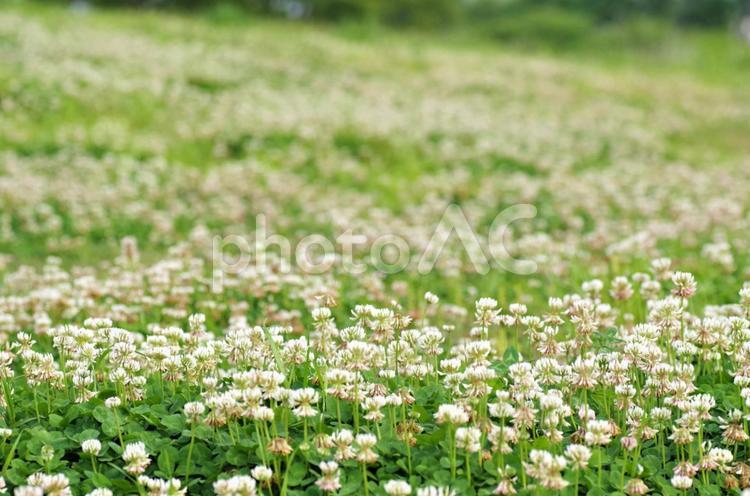 シロツメクサが咲く野原のイメージ シロツメクサ,花,野原の写真素材