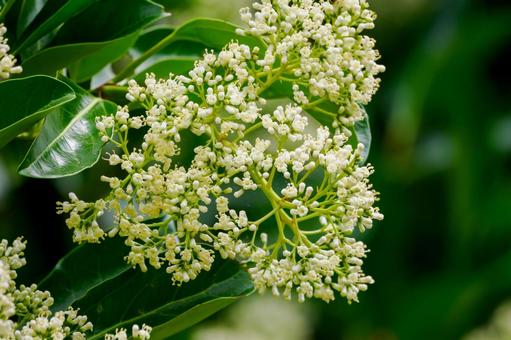 Photo, flower, early summer, sweet viburnum, 