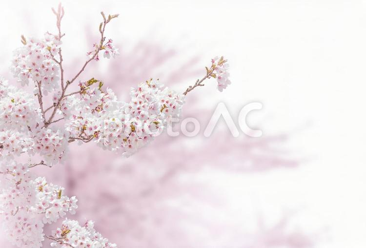 春の満開の桜のフレームの背景画像 春,4月,フレームの写真素材