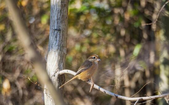 冬の林にたたずむ小鳥 野鳥,鳥,冬の写真素材