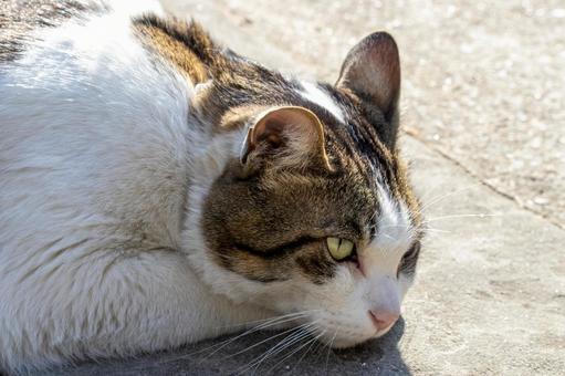 昼寝する猫 昼寝する猫 猫,ネコ,ねこの写真素材
