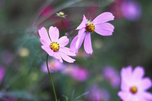 華やかなコスモスの花のある風景 華やかなコスモスの花のある風景の写真