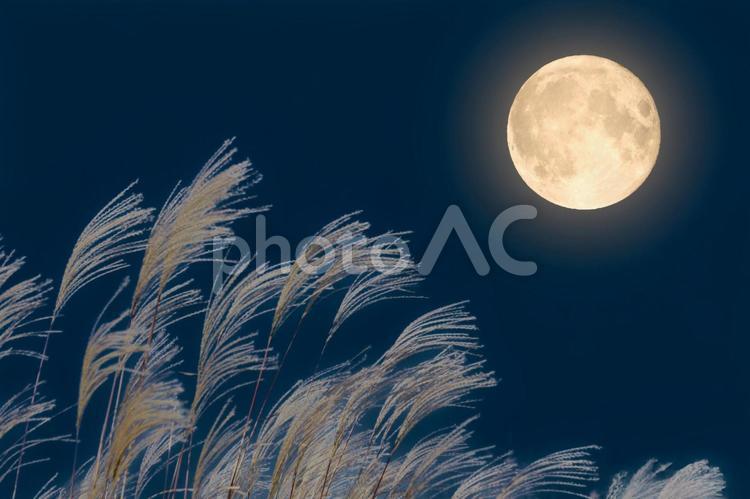 秋の十五夜のお月見｜中秋の名月とすすき お月見,満月,十五夜の写真素材