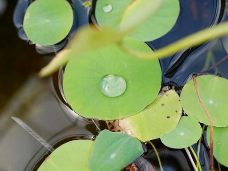 Photo, lotus, a lotus, polka dot, 