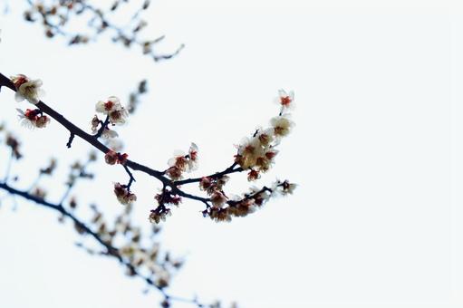 梅の花 1 梅の花 1の写真