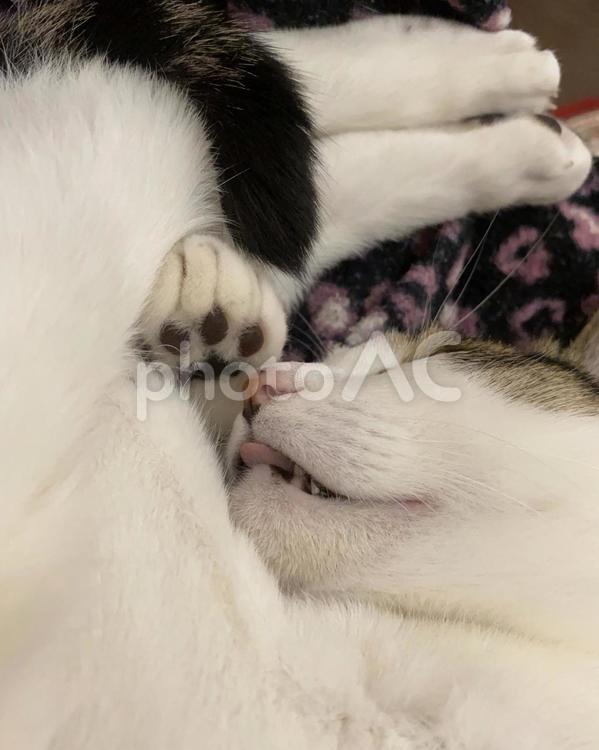 舌を出して爆睡するキジ白猫ちゃん 猫,キジ白,可愛いの写真素材