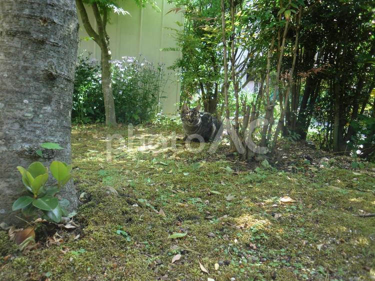 猫のいる風景 風景,猫,散策の写真素材