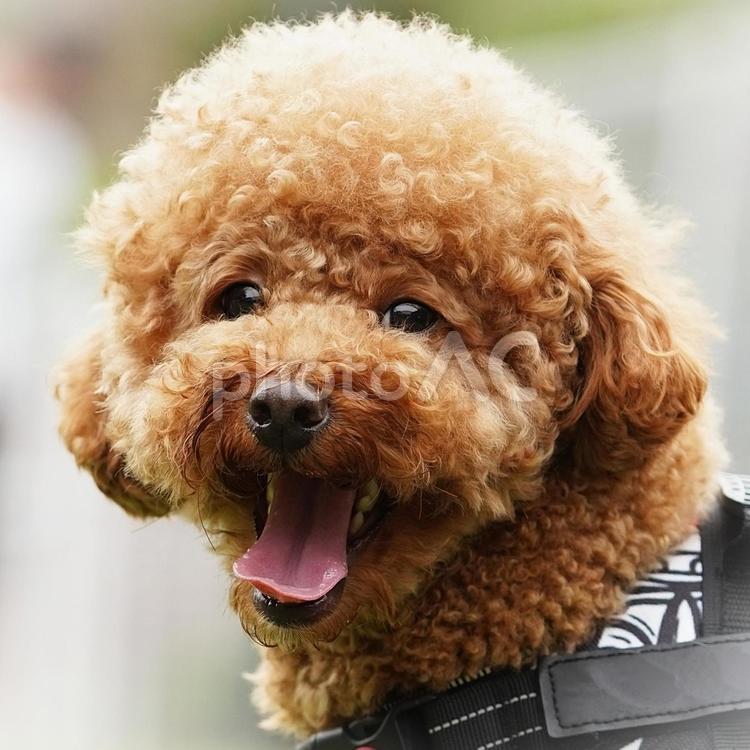 ワンコの顔（トイプードル） 犬,トイプードル,トイプーの写真素材