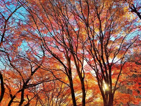 青空と紅葉 青空と紅葉の写真