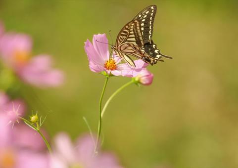 コスモスと蝶の写真