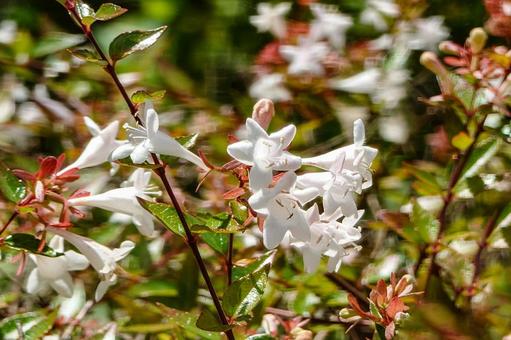 アベリアの写真