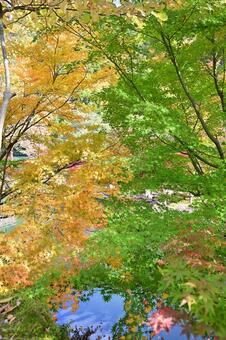 庄川・水記念公園の紅葉 紅葉,風景,青空の写真素材