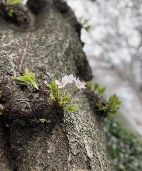 咲桜 咲桜の写真