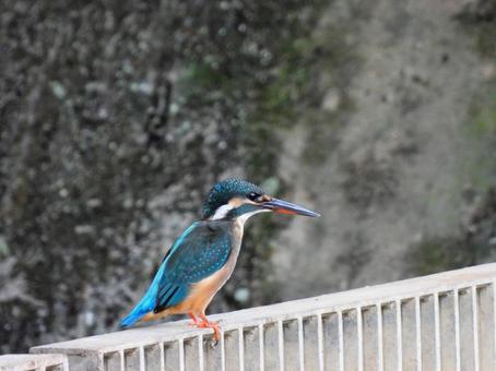 排水口のフェンスの上のカワセミの幼鳥の写真