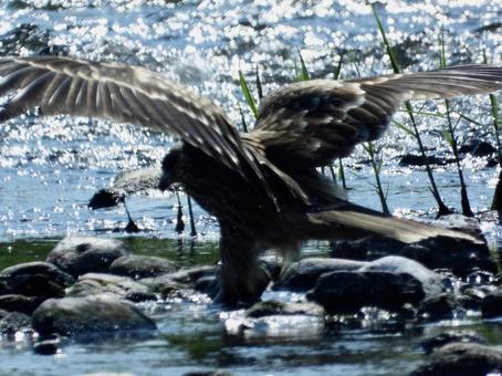 A black kite flapping its wings near the water, JPG A black kite flapping its wings near the water, JPG