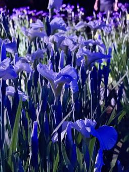 夜の堀切菖蒲園　ライトアップされる花菖蒲 堀切菖蒲園,5月,菖蒲の写真素材