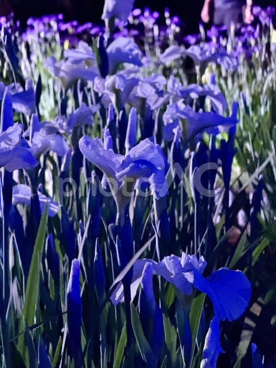 夜の堀切菖蒲園　ライトアップされる花菖蒲 堀切菖蒲園,5月,菖蒲の写真素材