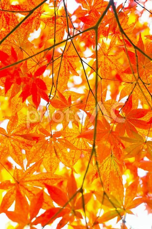 秋の木漏れ日 秋,自然,色の写真素材
