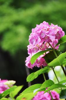 紫陽花 紫陽花,花,花びらの写真素材