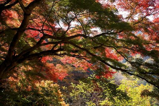 陽の光が差す紅葉 陽の光が差す紅葉の写真