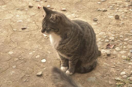 地域猫さん① 猫,キジトラ,お座りの写真素材