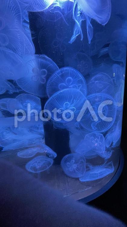 美しいくらげ 美しい,くらげ,海の写真素材