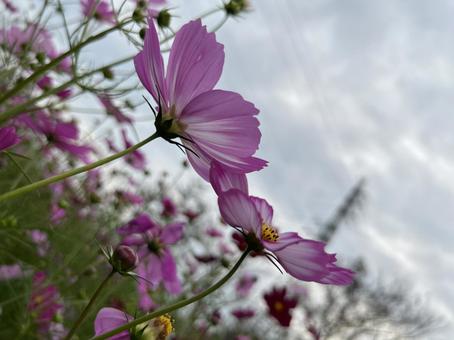 cosmos, rosa, cosmo, vuoto, JPG