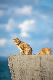 海と猫の風景 海,海岸,海岸沿いの写真素材