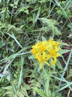 アキノキリンソウとヒラタアブ 03 アキノキリンソウとヒラタアブ 03 ヒラタアブ,虫,昆虫の写真素材