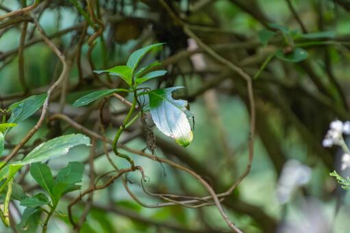 森の中に生い茂る野生の緑の葉と蔓 葉,緑,植物の写真素材