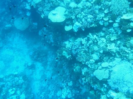 Photo, coral, emerald green sea, diving, 