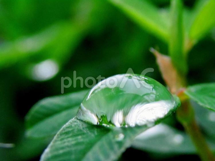 水滴と緑の葉の風景 水滴,しずく,雨の写真素材