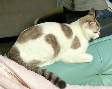 ソファの縁に乗っかるシャム系ねこ様 ソファの縁に乗っかるシャム系ねこ様 猫,シャムトラ,微睡むの写真素材