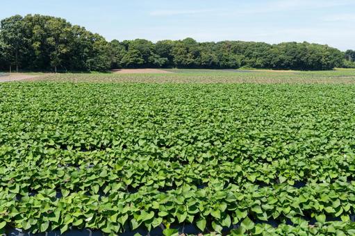 サツマイモ畑 サツマイモ畑 さつまいも,サツマイモ,さつま芋の写真素材