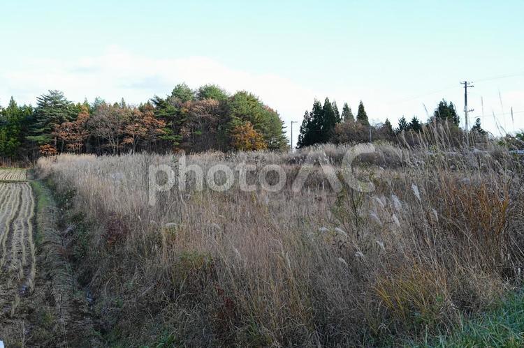 耕作放棄地　減反で草だらけの田んぼ 田んぼ,減反,耕作放棄地の写真素材