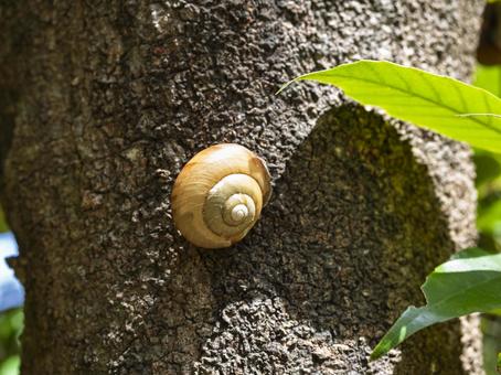 木の上のカタツムリ カタツムリ,樹木,生物の写真素材
