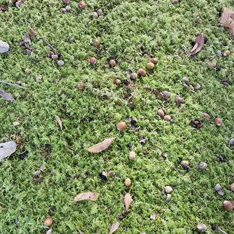 どんぐりがいっぱい どんぐり,緑,自然の写真素材