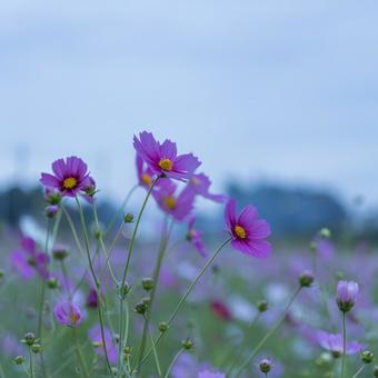 曇りの日の早朝のコスモス畑 曇りの日の早朝のコスモス畑の写真