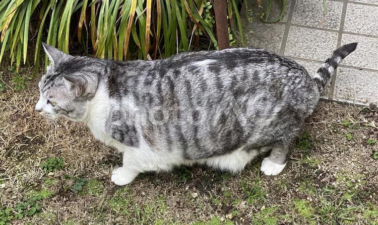 おデブのサバ白ネコ様の横顔 猫,可愛い,サバシロの写真素材