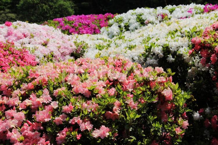 クルメツツジ・久留米躑躅の模様 クルメツツジ,つつじ,花木の写真素材