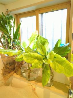 Photo, foliage plant, hydroponic culture, ficus, 