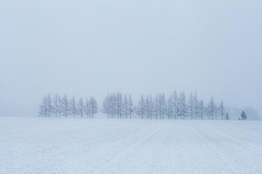 霧に霞む冬の木立 霧に霞む冬の木立 もや,北海道,曇りの写真素材