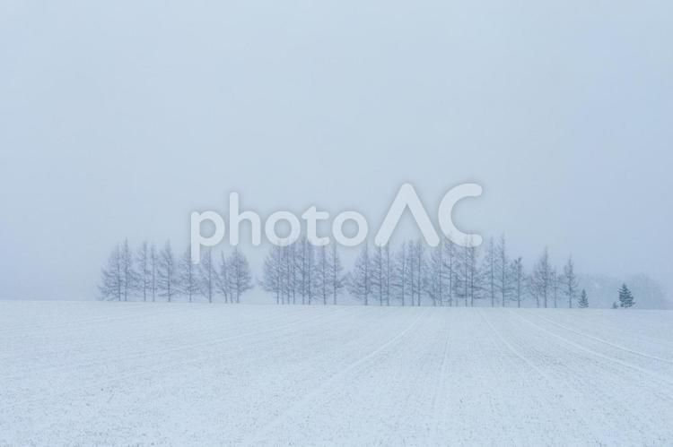 霧に霞む冬の木立 もや,北海道,曇りの写真素材