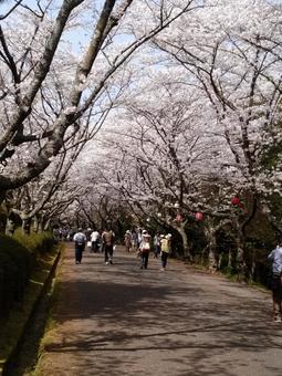 Photo, kagawa prefecture, kobuchi park, natural, 